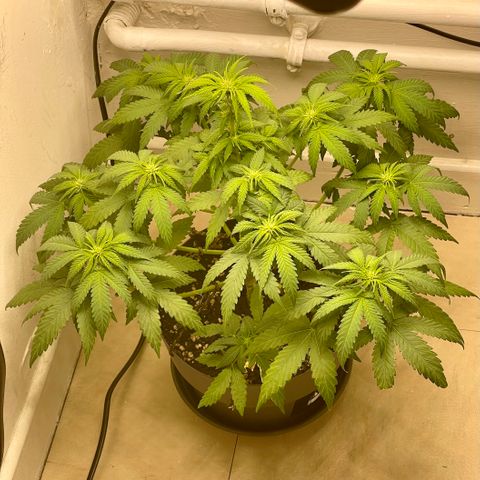 Super Skunk growlog timeline photo