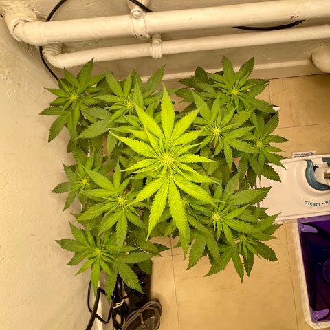 Super Skunk growlog timeline photo