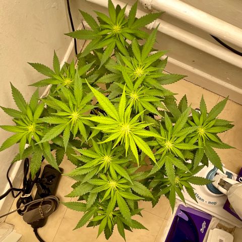 Super Skunk growlog timeline photo