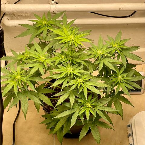 Super Skunk growlog timeline photo