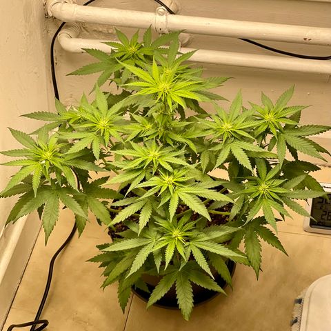 Super Skunk growlog timeline photo