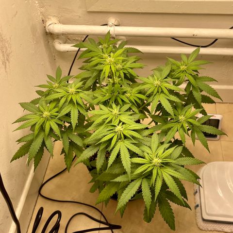 Super Skunk growlog timeline photo