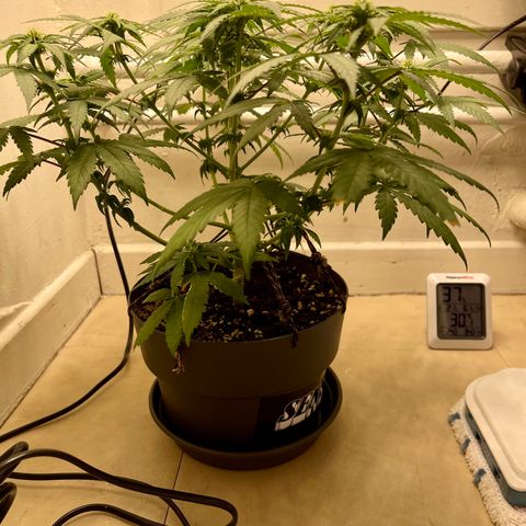 Super Skunk growlog timeline photo