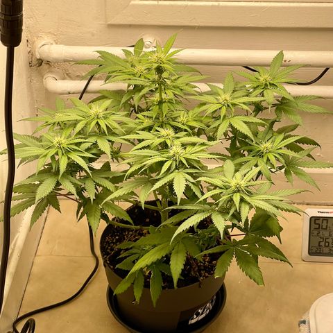 Super Skunk growlog timeline photo