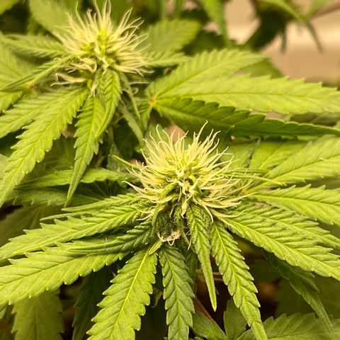 Super Skunk growlog timeline photo