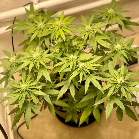 Super Skunk growlog timeline photo