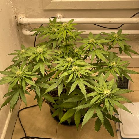 Super Skunk growlog timeline photo
