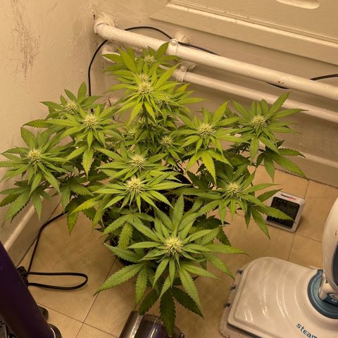 Super Skunk growlog timeline photo