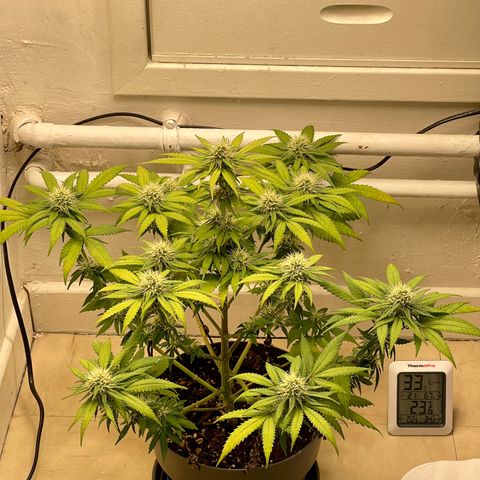 Super Skunk growlog timeline photo