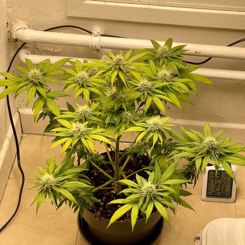 Super Skunk growlog timeline photo