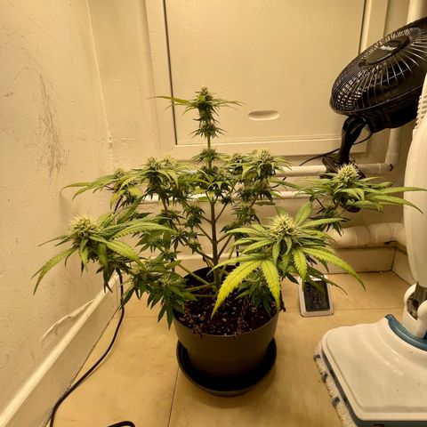 Super Skunk growlog timeline photo
