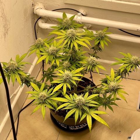 Super Skunk growlog timeline photo
