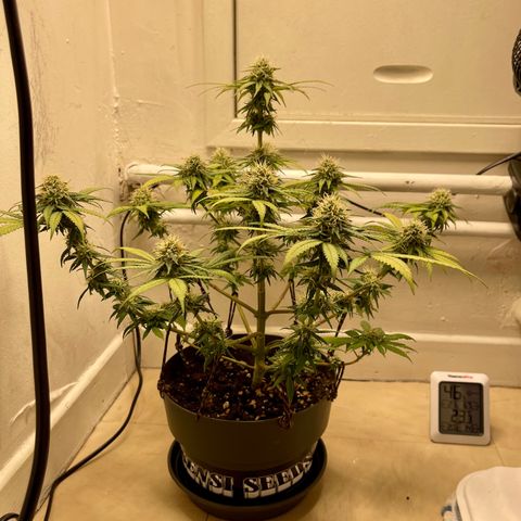 Super Skunk growlog timeline photo