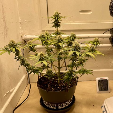Super Skunk growlog timeline photo