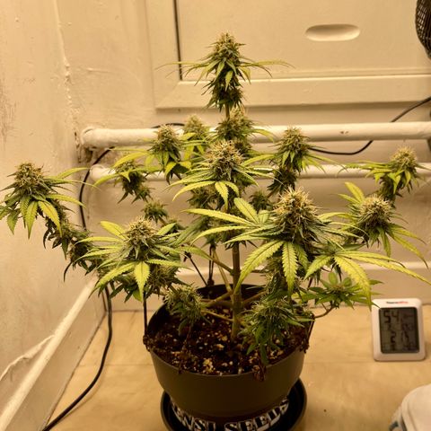 Super Skunk growlog timeline photo