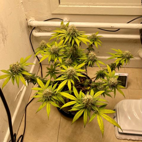 Super Skunk growlog timeline photo