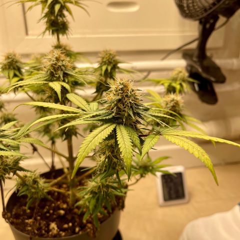 Super Skunk growlog timeline photo