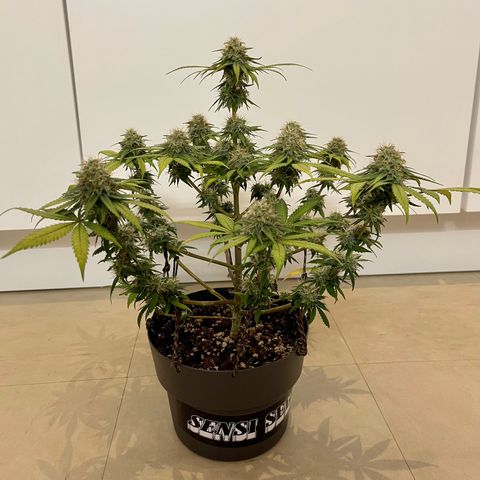 Super Skunk growlog timeline photo