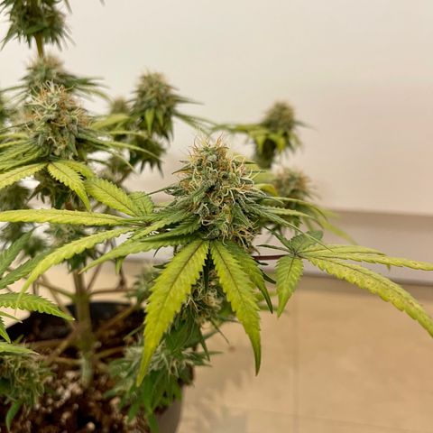 Super Skunk growlog timeline photo