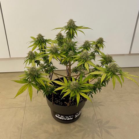 Super Skunk growlog timeline photo