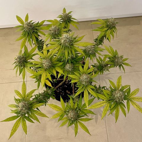 Super Skunk growlog timeline photo