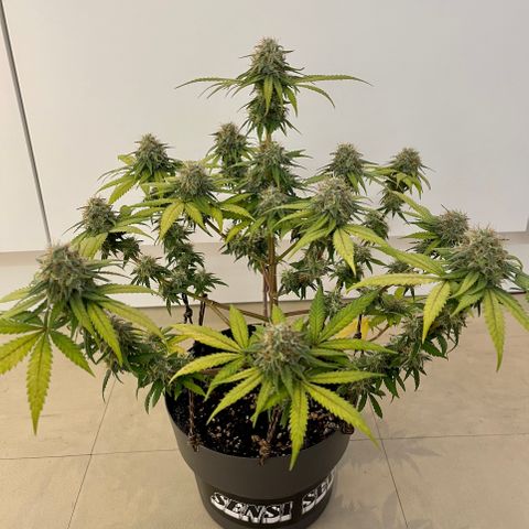 Super Skunk growlog timeline photo