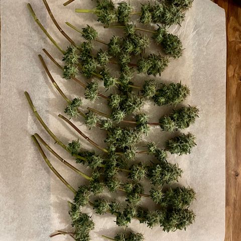 Super Skunk growlog timeline photo
