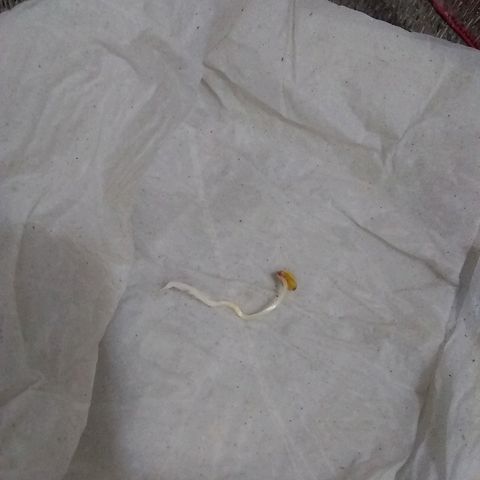 Lorena growlog photo: Pase a maceta