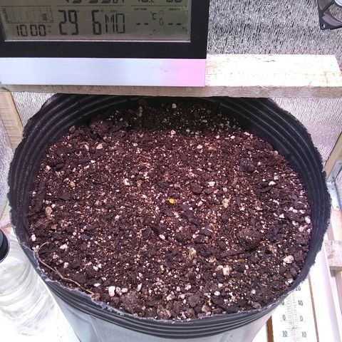 Lorena growlog photo: Pasea maceta definitiva