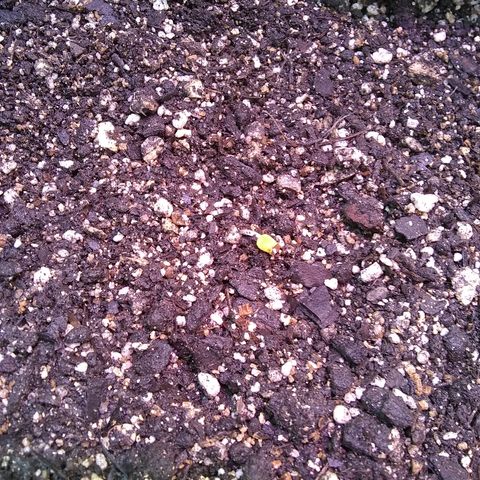 Lorena growlog photo: Pase a maceta definitiva