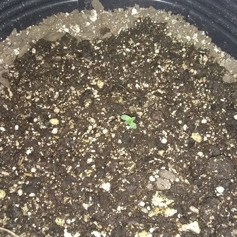 Lorena growlog photo: Deeper underground en 500ml
