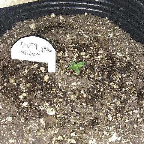 Lorena growlog photo: Foto pa conparar crecimiento