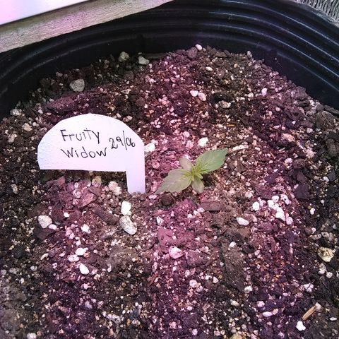 Lorena growlog timeline photo
