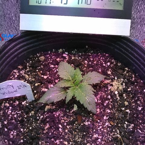 Lorena growlog timeline photo