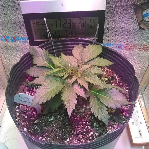 Lorena growlog photo: 😍