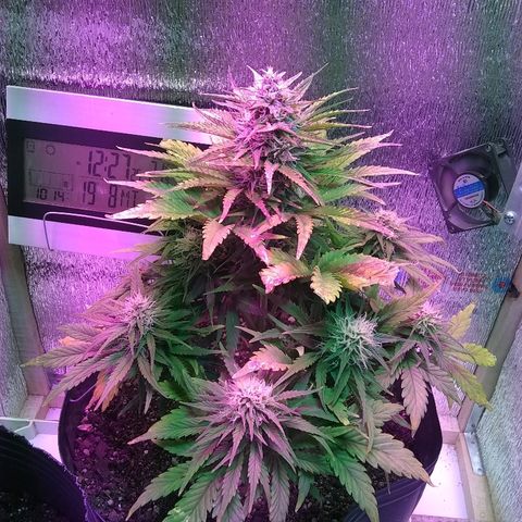 Lorena growlog photo: 😍😍😍