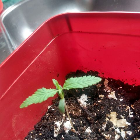 Cultivo prenseeds growlog timeline photo
