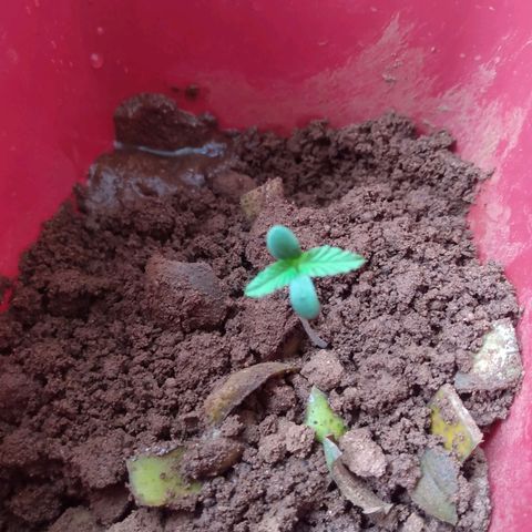 Cultivo prenseeds growlog timeline photo