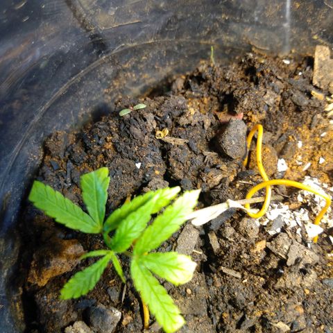 Cultivo prenseeds growlog timeline photo