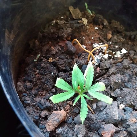 Cultivo prenseeds growlog timeline photo