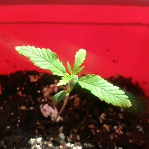 Cultivo prenseeds growlog timeline photo