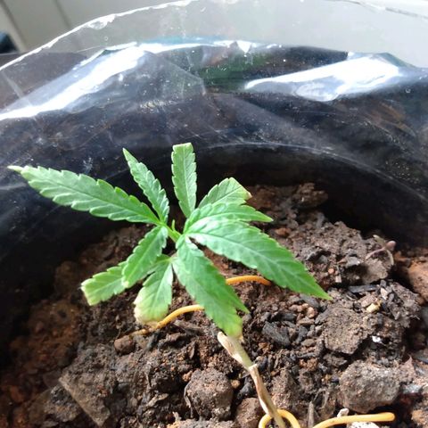 Cultivo prenseeds growlog timeline photo