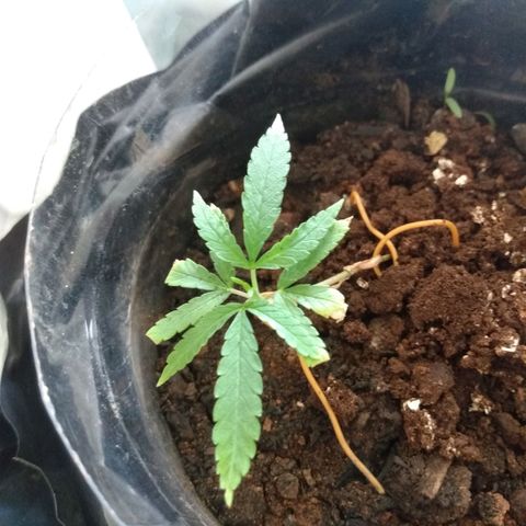 Cultivo prenseeds growlog timeline photo