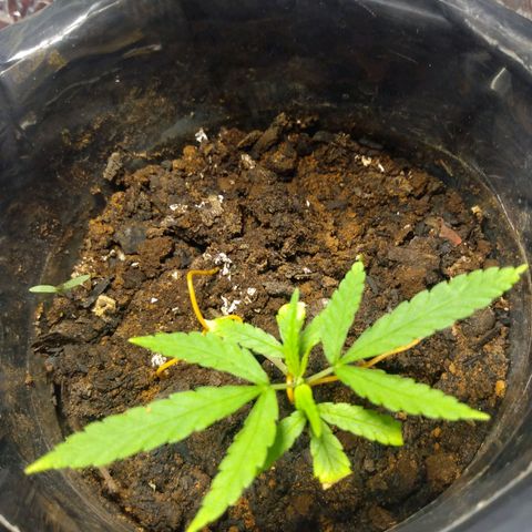 Cultivo prenseeds growlog timeline photo