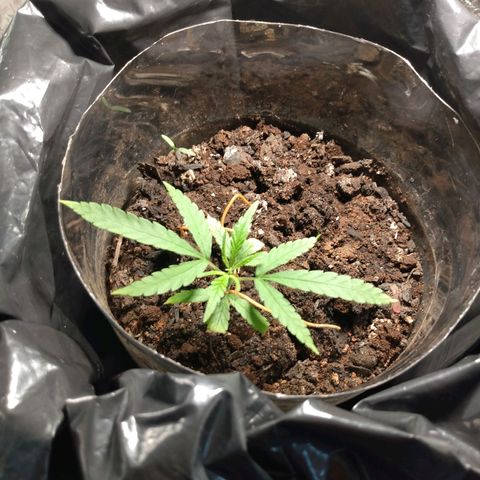 Cultivo prenseeds growlog timeline photo