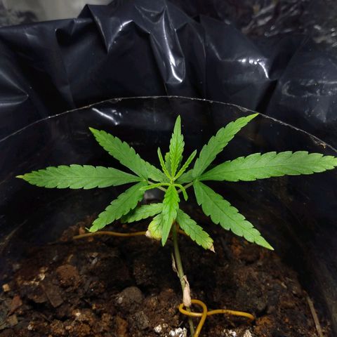 Cultivo prenseeds growlog timeline photo