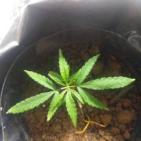 Cultivo prenseeds growlog timeline photo