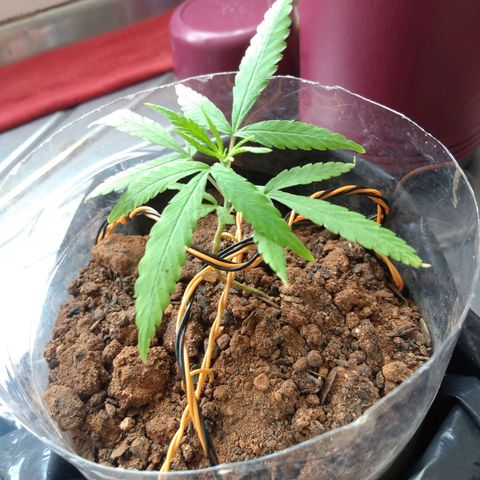 Cultivo prenseeds growlog timeline photo