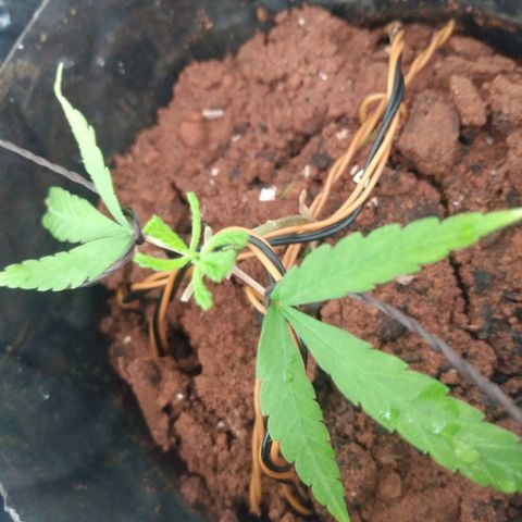Cultivo prenseeds growlog photo: Poda e amarrações