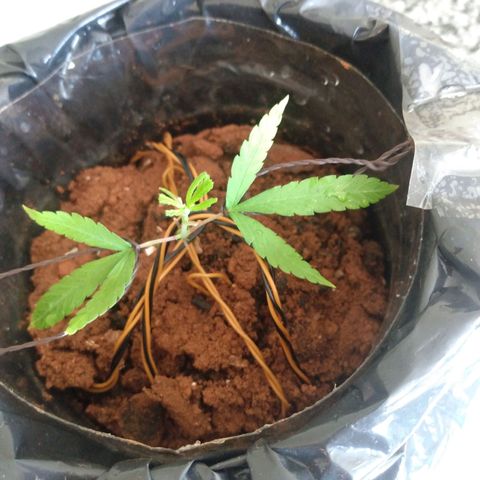 Cultivo prenseeds growlog photo: Poda e amarrações